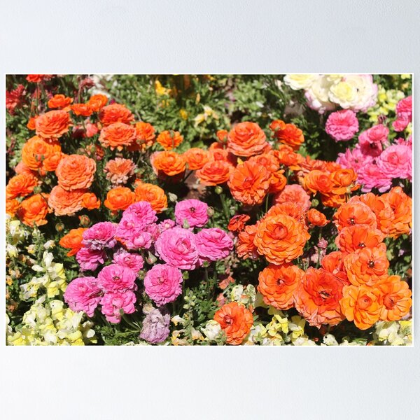 Item preview, Ranunculus Beauty designed and sold by loulouhere.