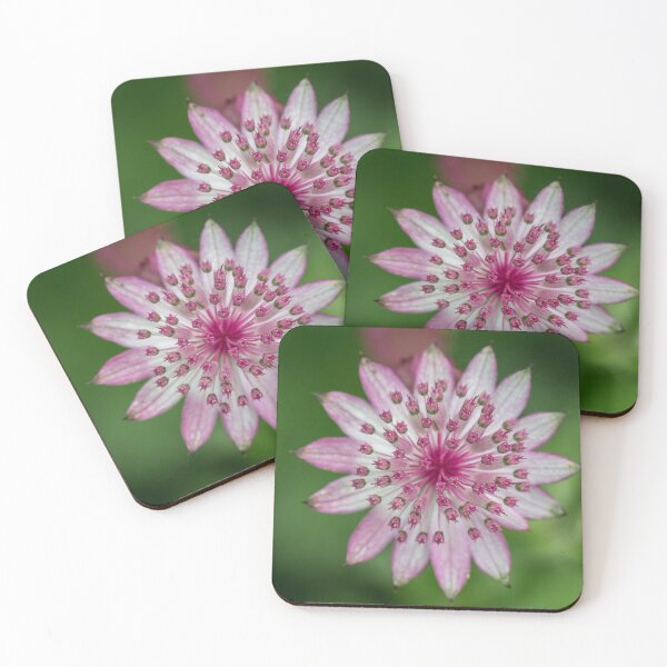 Item preview, Blooming Astrantia designed and sold by Adrian Rowley.