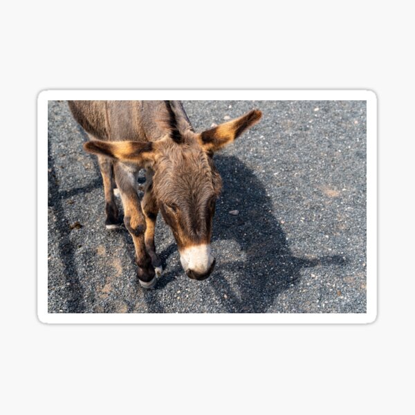 Item preview, Donkey designed and sold by iCimages.net.