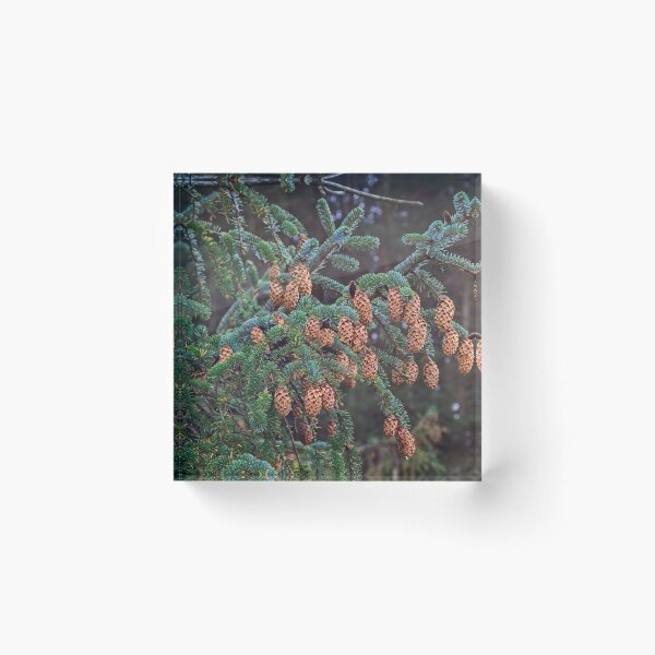 Item preview, Ettrick Valley Woodland, Pine Cones designed and sold by Rob Cole Photography.