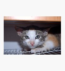 Nellie: Guess what! Photographic Print