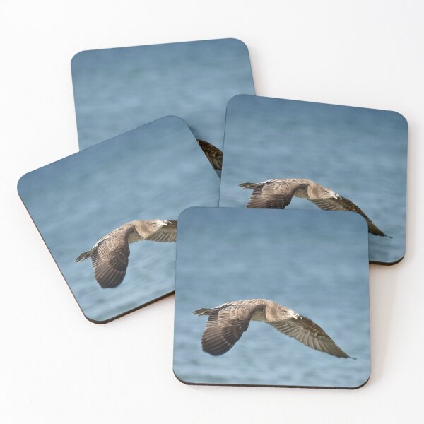 Item preview, Juvenile Pacific gull (Larus pacificus) designed and sold by imaginethis.