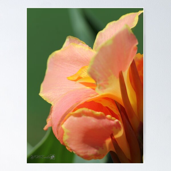 Item preview, Dwarf Canna Lily named Corsica designed and sold by JMcCombie.