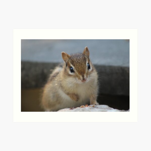 Chipmunks of love Art Print