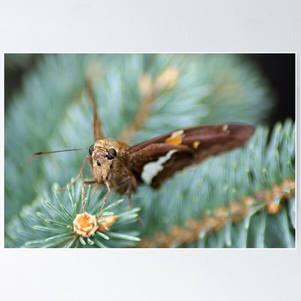 Artikelvorschau, Silver-spotted Skipper on Conifer entworfen und verkauft von crystalventerseye.