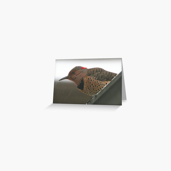 Yellow-shafted Flicker Greeting Card