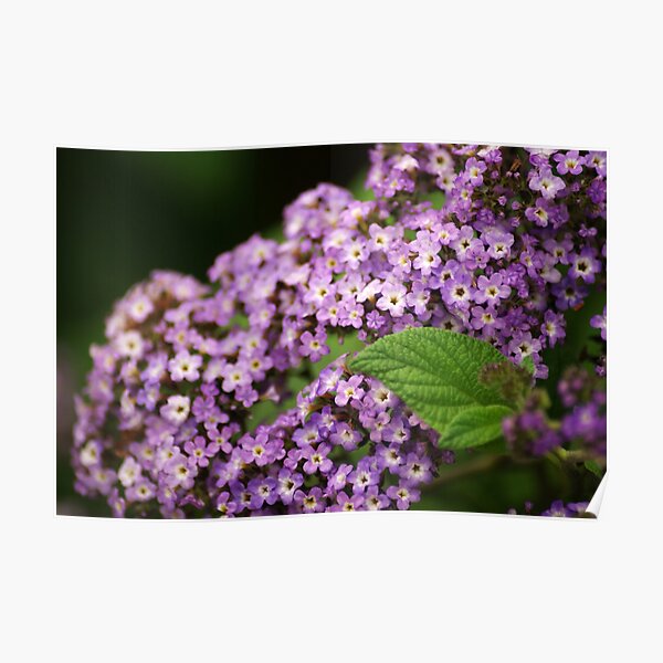 Heliotrope Poster