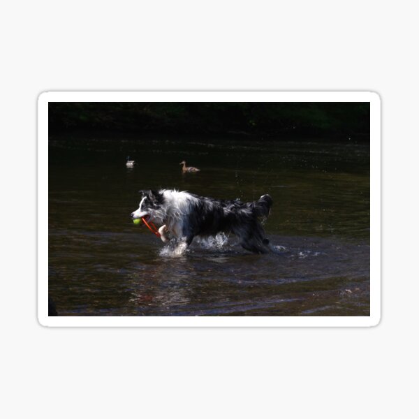 Border collie playing in river Sticker