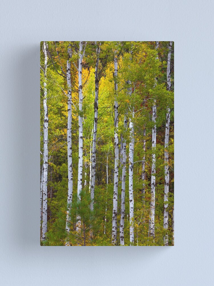 "Aspen Tree Wall Art, Aspen Tree Decor, Birch Tree Art, Aspen Art