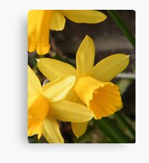 Spring Daffies Canvas Print