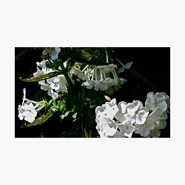 NICOTIANA - A SHADY LADY 3 Photographic Print