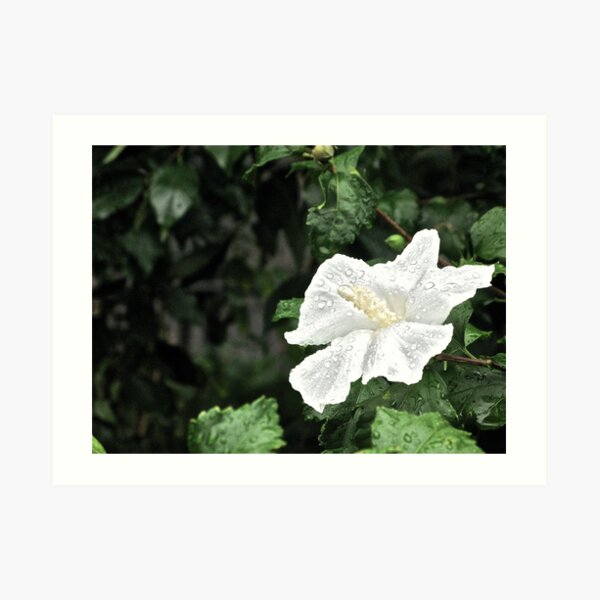 ROSE OF SHARON - BLESSED RAIN! Art Print