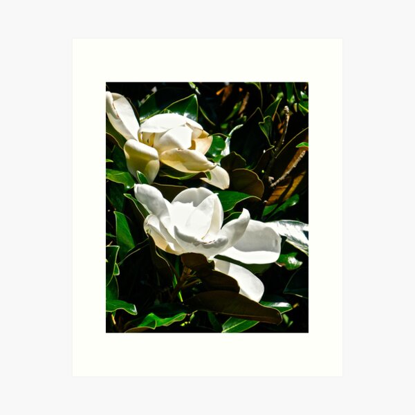 SOUTHERN MAGNOLIA - TWO BLOSSOMS Art Print