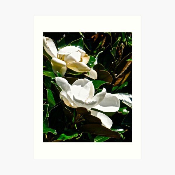 SOUTHERN MAGNOLIA - TWO BLOSSOMS Art Print