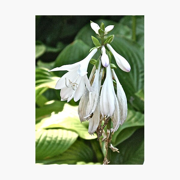 NICOTIANA - SHADY LADY 2 Photographic Print