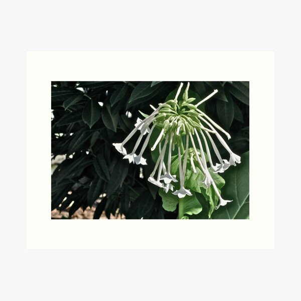 NICOTIANA - SHADY LADY 1 Art Print