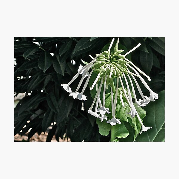 NICOTIANA - SHADY LADY 1 Photographic Print
