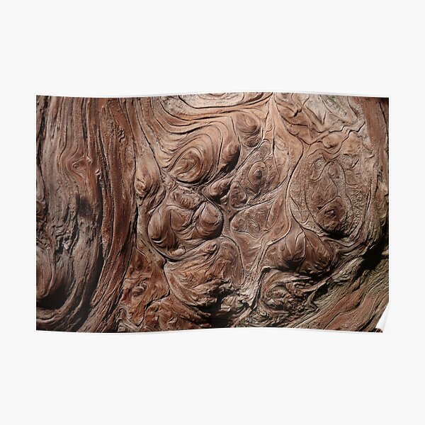Sequoia topography Poster