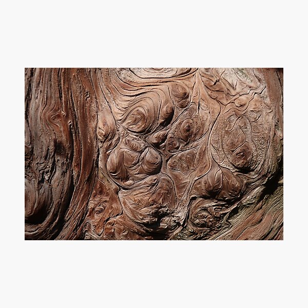 Sequoia topography Photographic Print