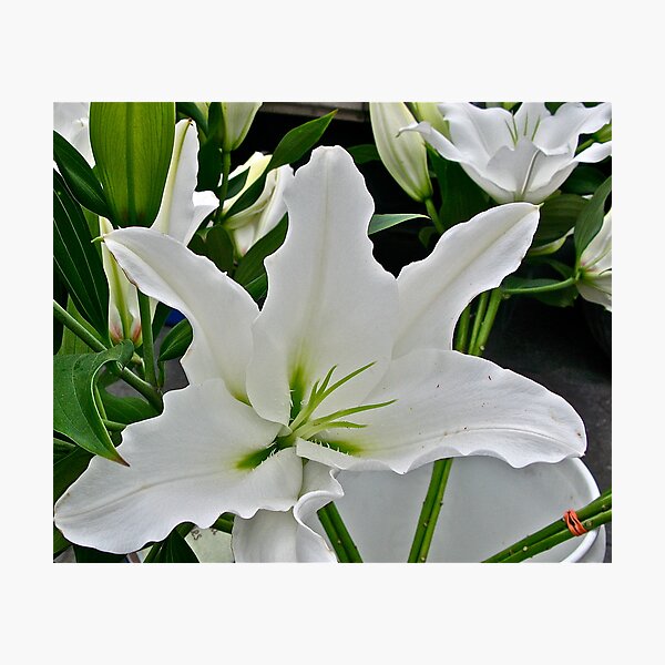 LILY - LILY'S FANTASY Photographic Print