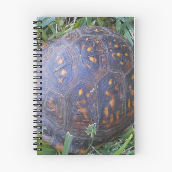 Item preview, Turtle Magic v. 2 designed and sold by Mark Polk.