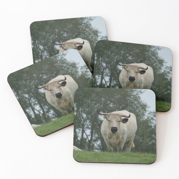 Item preview, White Park Cattle designed and sold by amdavies.