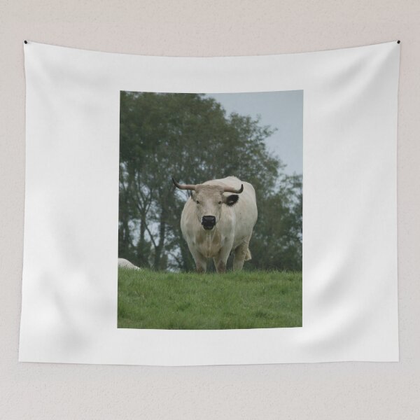 Item preview, White Park Cattle designed and sold by amdavies.