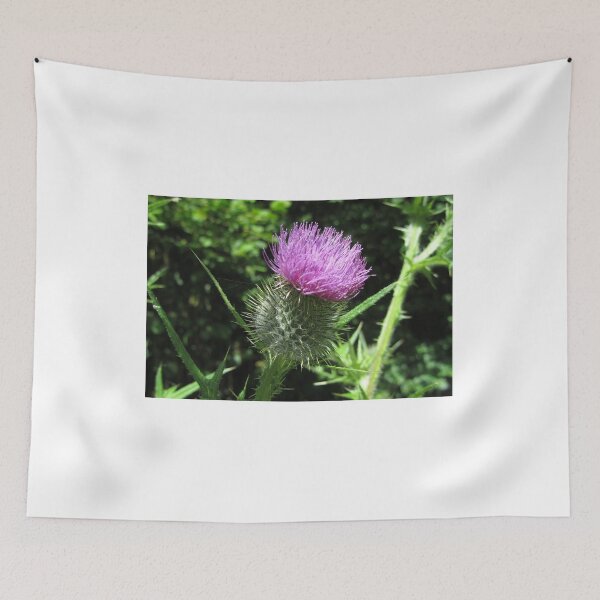 Item preview, Thistle - photograph designed and sold by valerie travers.