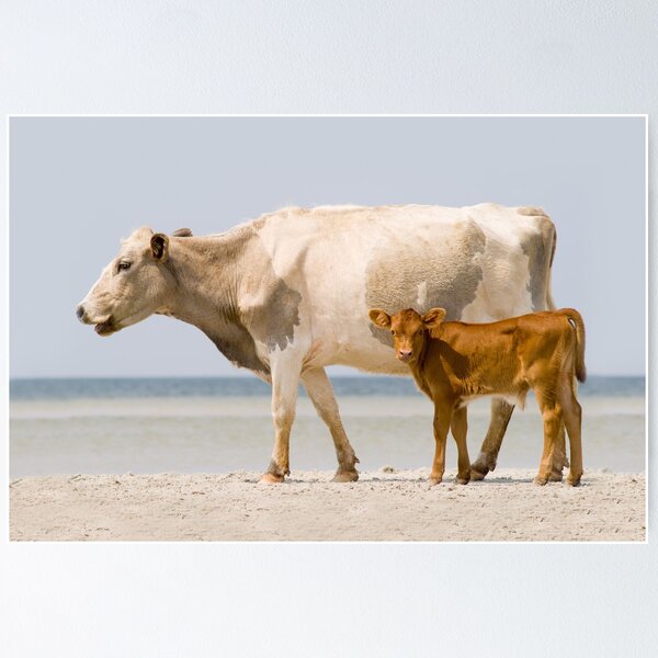 Item preview, "Sea Cows" - wild cows on Cedar Island, NC designed and sold by ArtThatSmiles.