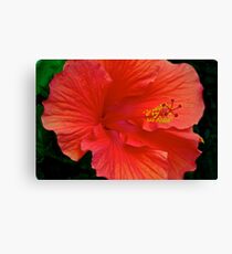 One of my garden Hibiscus blooms Canvas Print