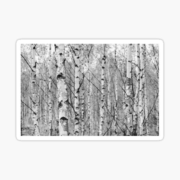 Item preview, birch tree forest, black and white designed and sold by Robert-Pastryk.