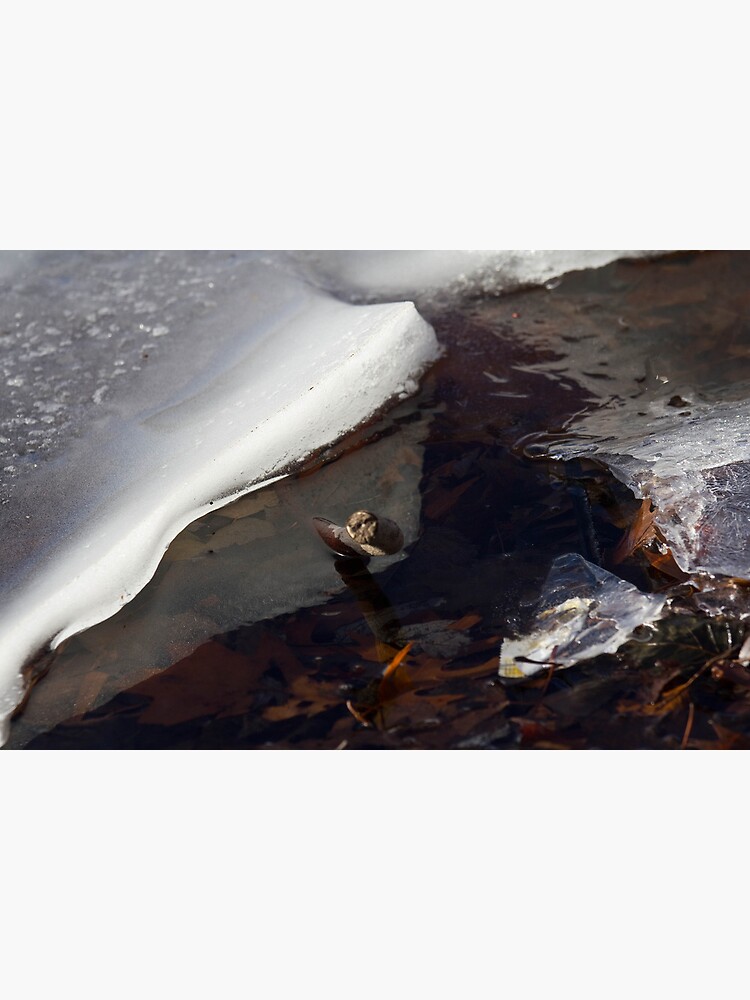 Ice, Branch and Leaves by LynnWiles