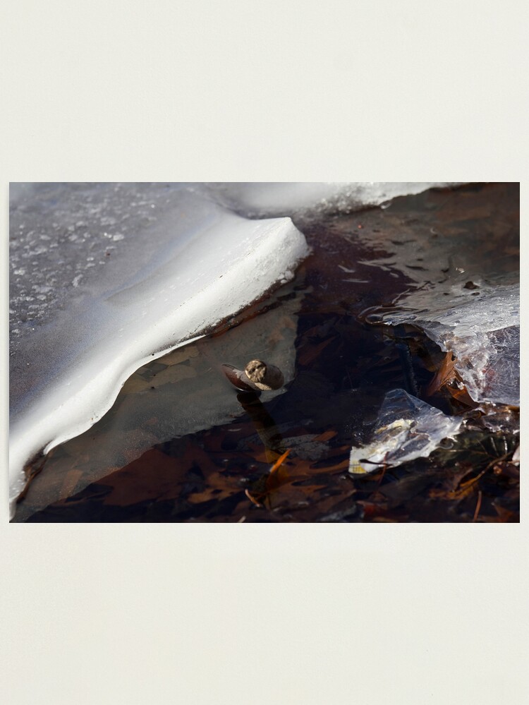 Alternate view of Ice, Branch and Leaves Photographic Print