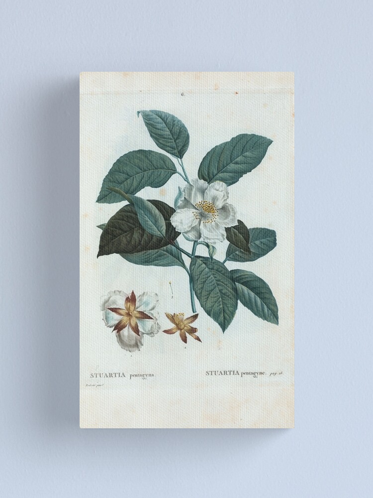 Alternate view of Traité des Arbres et Arbustes 0455 Stuartia pentagyna Stuartia pentagyne Canvas Print