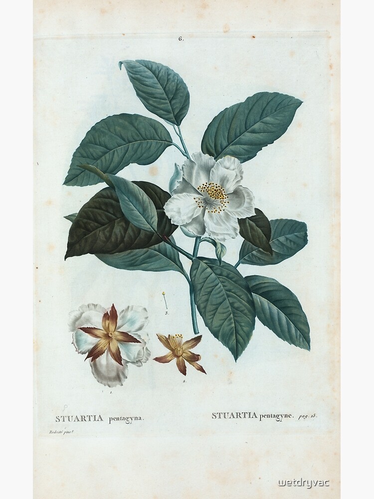 Traité des Arbres et Arbustes 0455 Stuartia pentagyna Stuartia pentagyne by wetdryvac