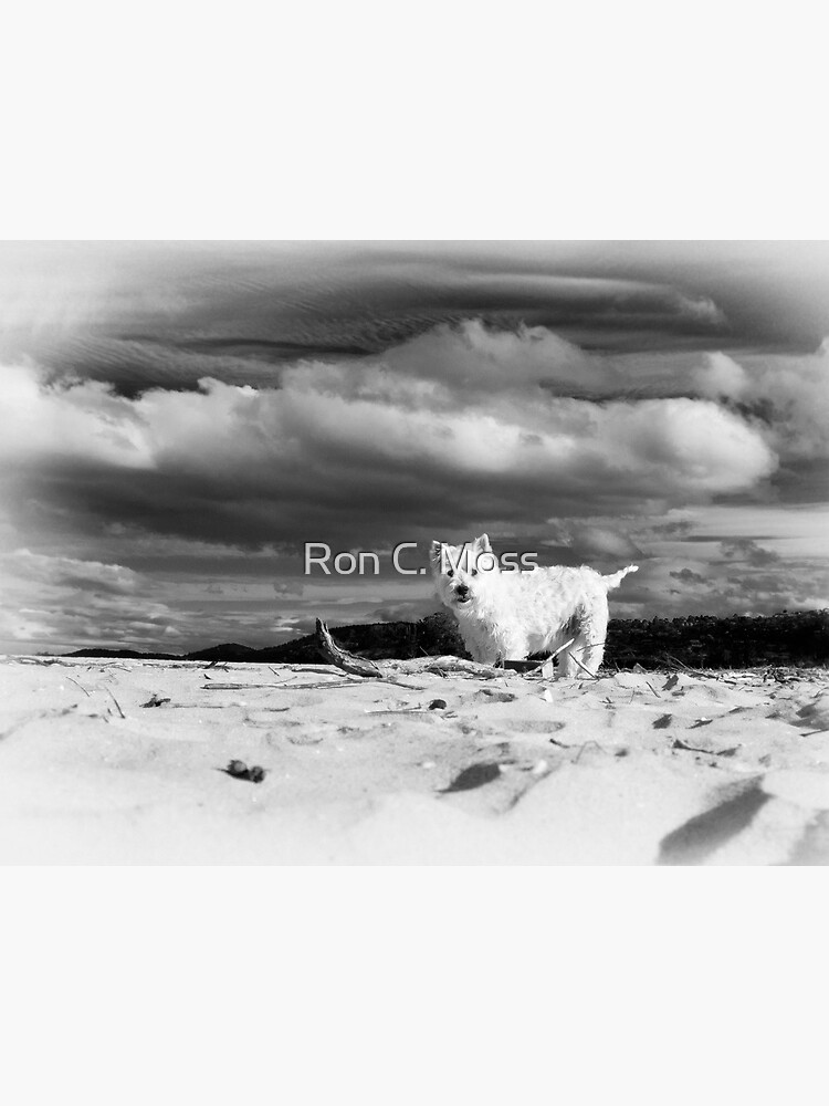 Shannon by ronmoss