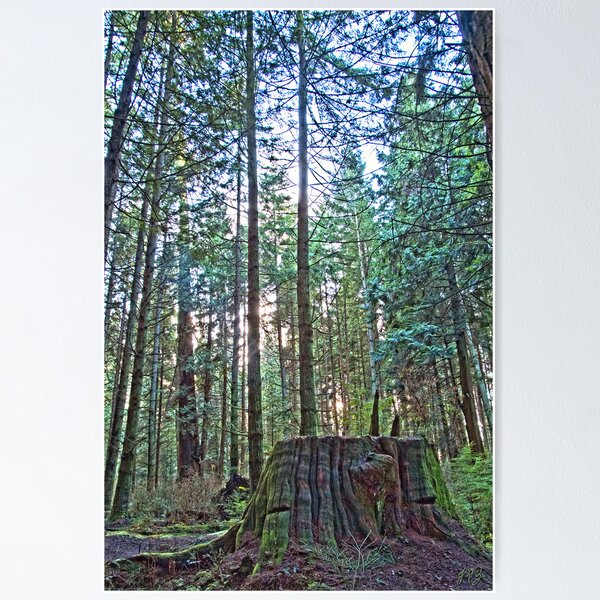 Item preview, Old Stump designed and sold by MasterJames.