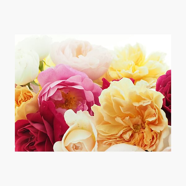 Rose Fever No.6 Photographic Print