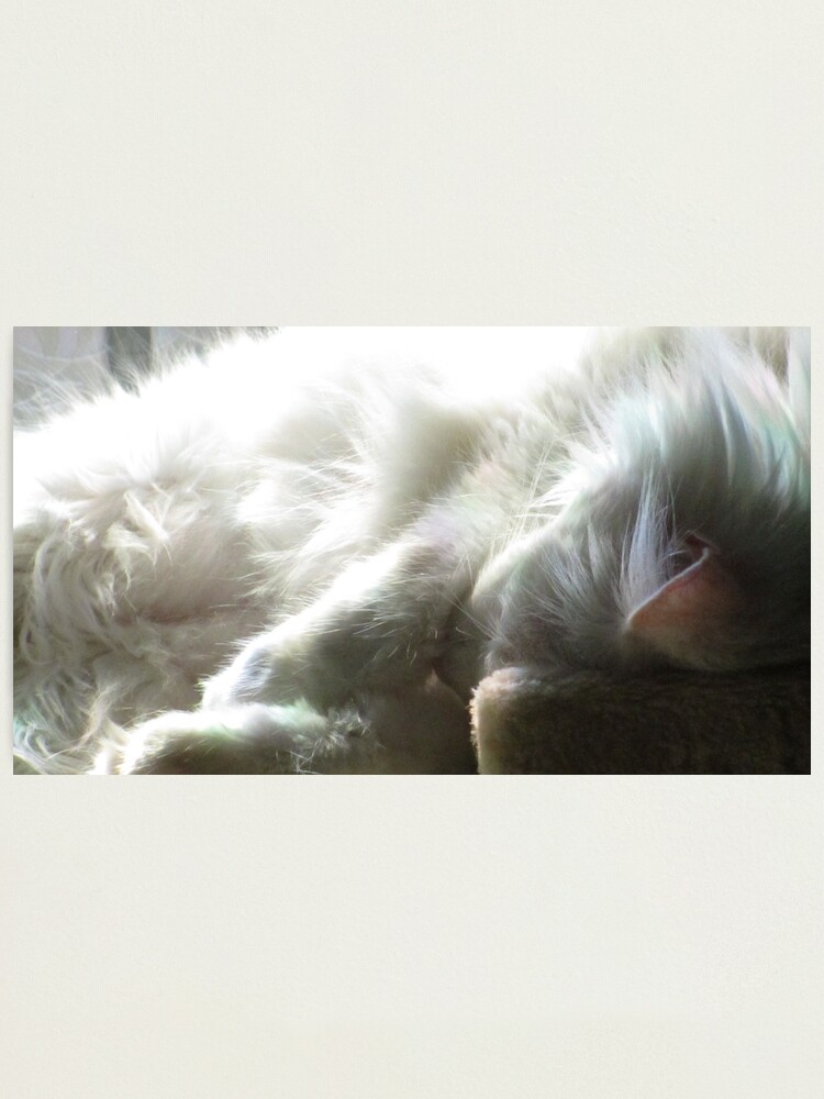 Impression Photo Gros Plan De Chat Blanc Endormi Par Nautilusmisc Redbubble