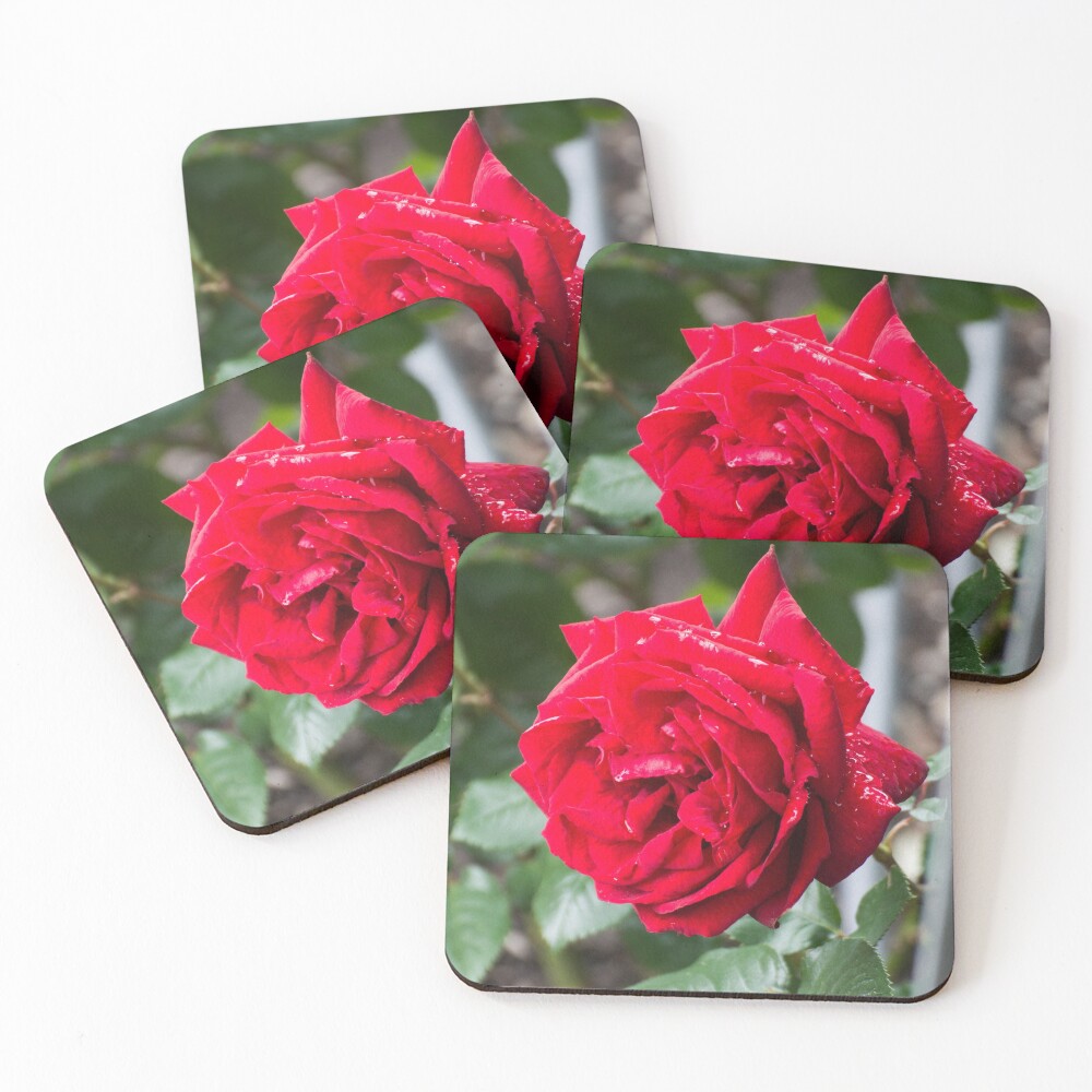 Item preview, Coasters (Set of 4) designed and sold by LizardSpirit.