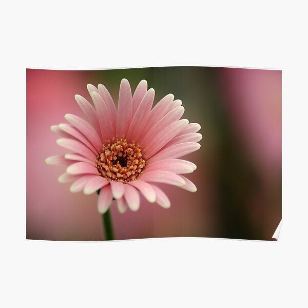 Pink Gerber Daisy Poster