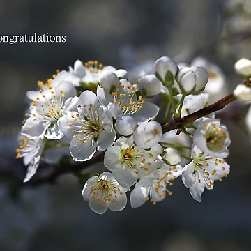 Artwork thumbnail, Designer Living In Spring by Joy Watson - Natural Light Photography 