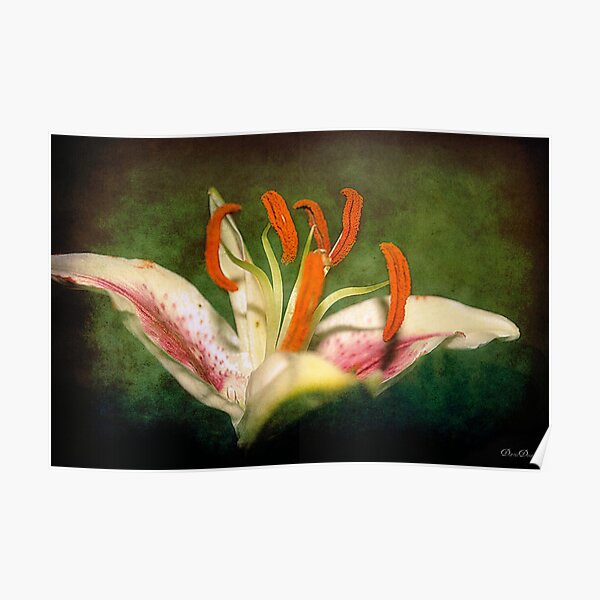 Portrait of a Lily Poster