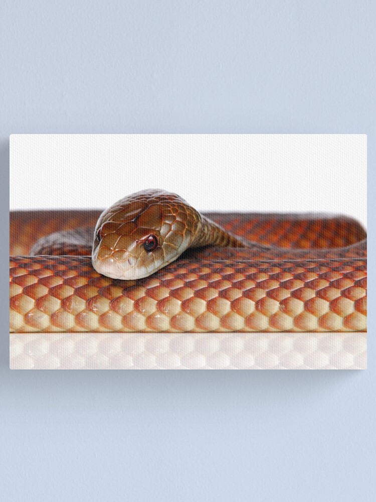 Alternate view of Mulga or King Brown Snake (Pseudechis australis) Canvas Print