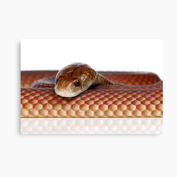 Mulga or King Brown Snake (Pseudechis australis) Canvas Print