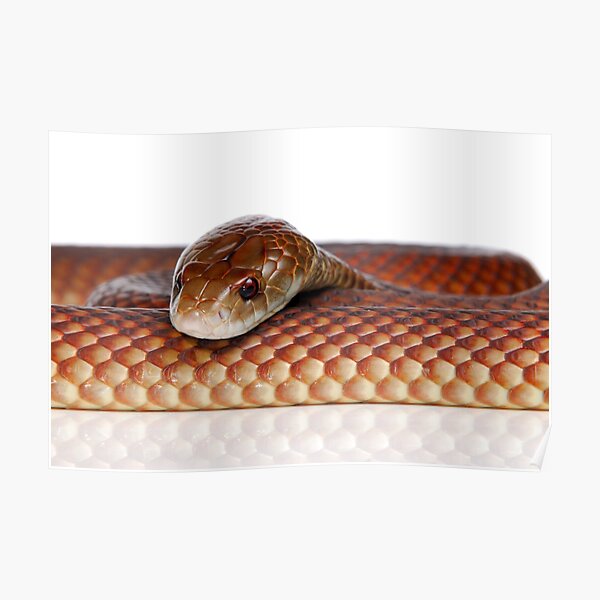 Mulga or King Brown Snake (Pseudechis australis) Poster