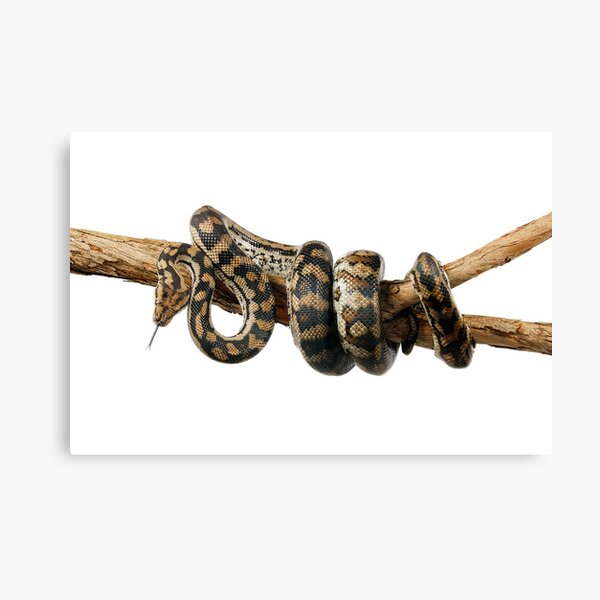 Gammon Ranges Carpet Python (Morelia spilota ssp.) Canvas Print