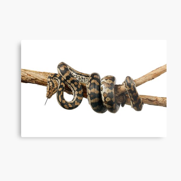 Gammon Ranges Carpet Python (Morelia spilota ssp.) Metal Print