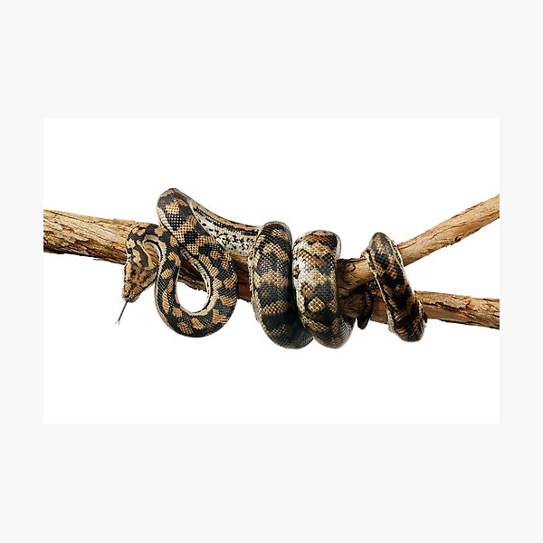 Gammon Ranges Carpet Python (Morelia spilota ssp.) Photographic Print