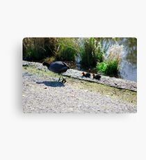 The Coot Family Canvas Print
